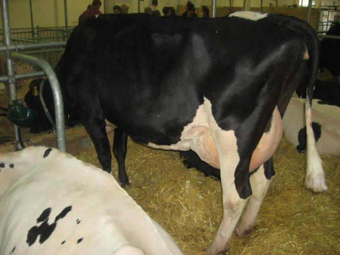 Govju šķirne Kholmogory: apraksts, īpašības, satura iezīmes un audzēšana