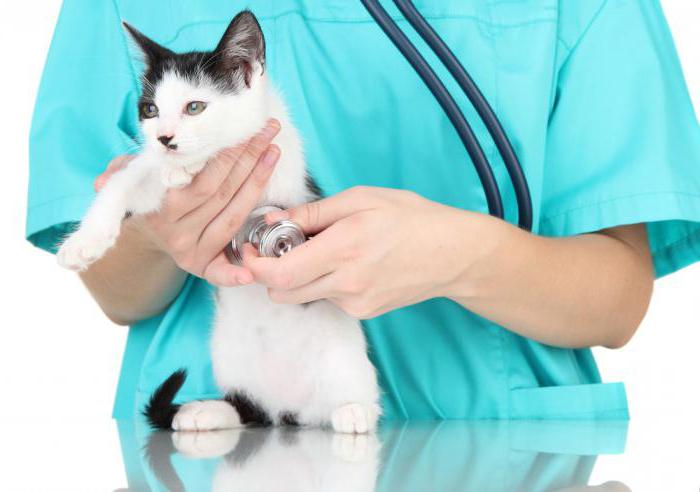 Alerģija pret kaķu barību: simptomi un ārstēšana