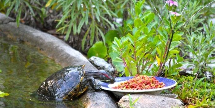 Ko bruņurupuci ēd mājās un kā to pienācīgi noturēt?