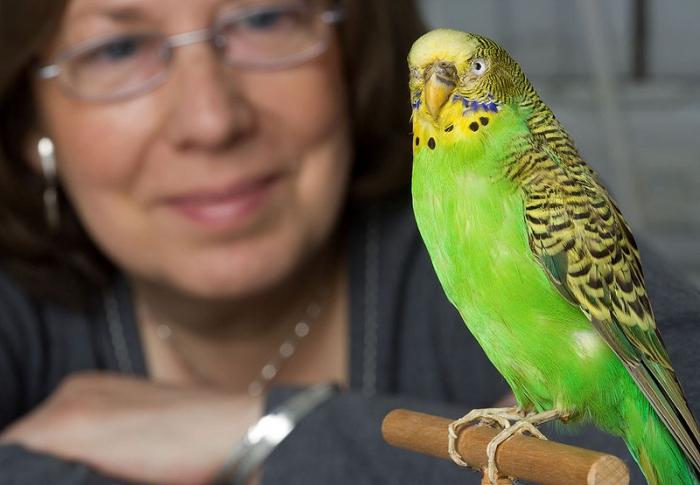 kā iemācīt burbuļojošajiem papagaiļiem sarunāties