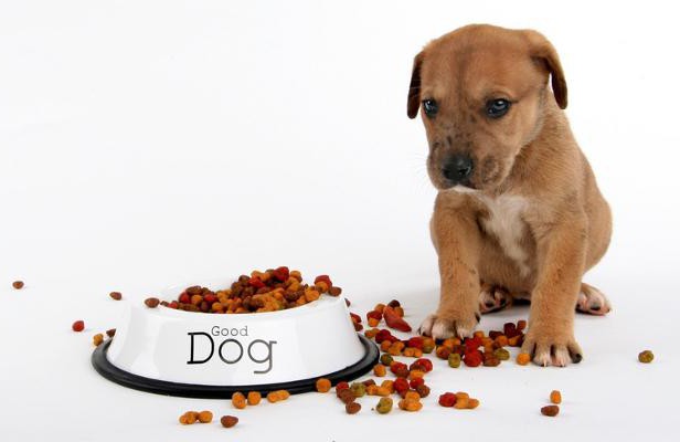 Belcando pārtika suņiem: noderīgas īpašības, cena, īpašnieku atsauksmes