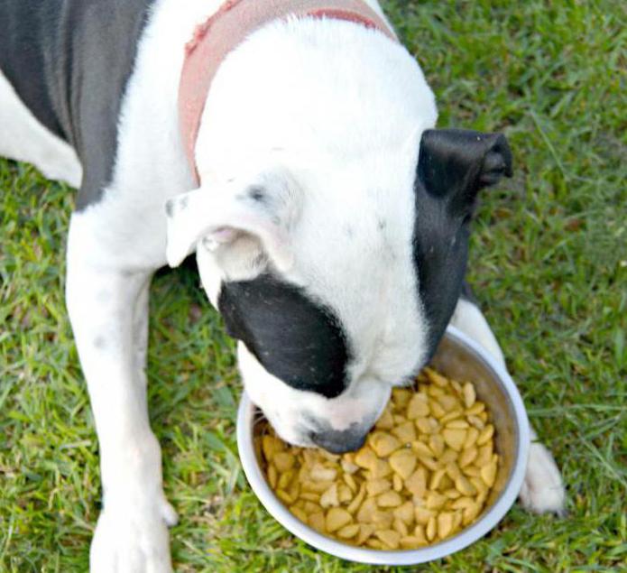 Labākais ēdiens četrkājainajam draugam ir suņu barības Pro plāns