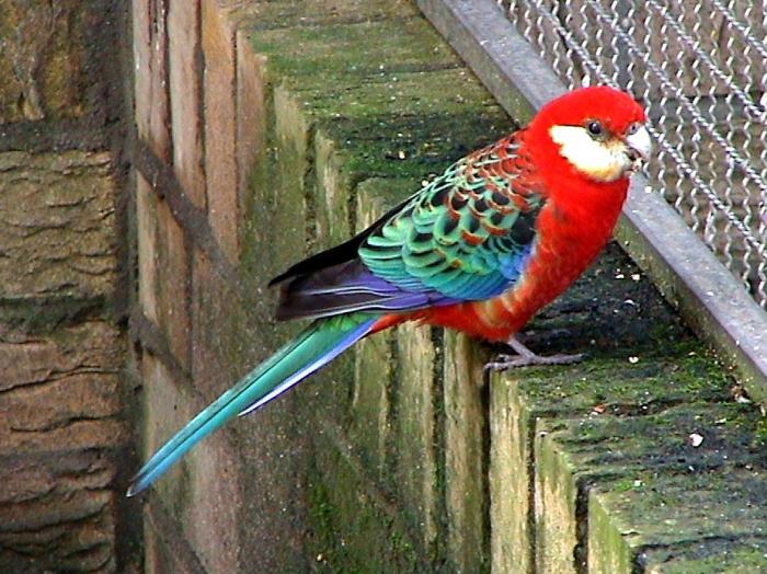 Parrot Rosella ir pārsteidzoši skaists putns