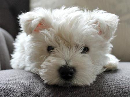 Suņu šķirne West-Terrier-White: fotogrāfijas un atsauksmes