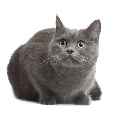 Skotijas taisnais kaķis: šķirnes apraksts