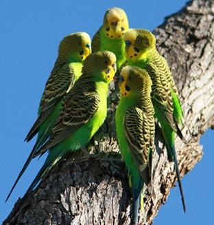 cik dzīvo budgies