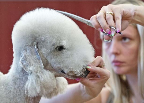 Suns bedlington terjers. Terjers Bedlingtona: foto, atsauksmes