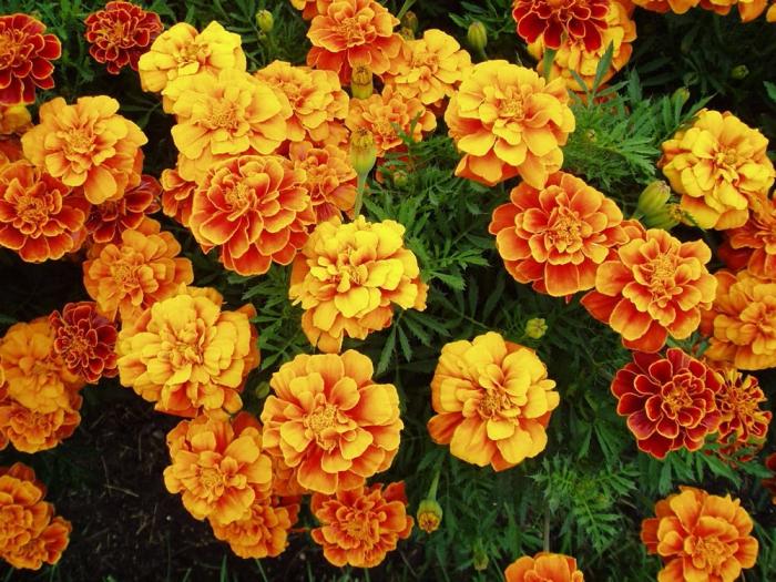 Marigolds ir mazizmēra