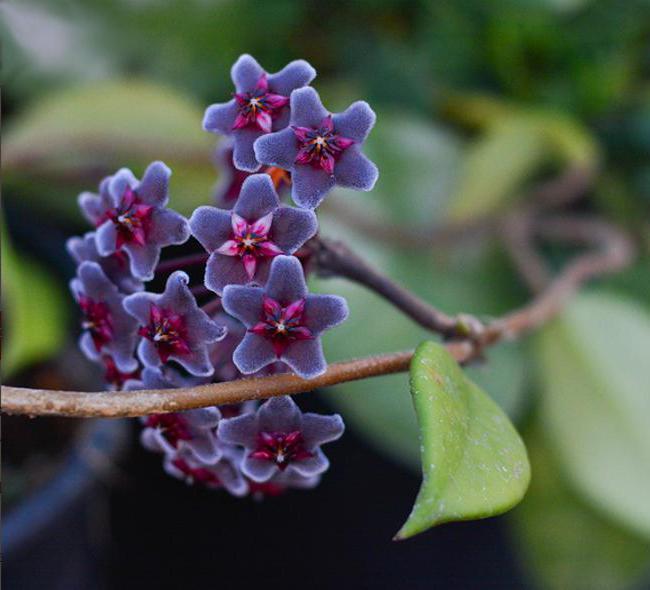 Hoya (zieds): kā rūpēties mājās, transplantācijas īpašībām un ieteikumiem