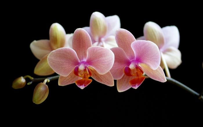 Kā aug orhidejas mājās? Noslēpumi, kas rūpējas par šiem izsmalcinātiem ziediem