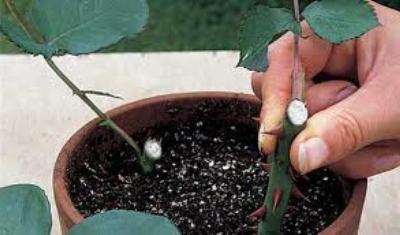 Kā audzēt rozes no spraudeņiem mājās: padomi audzētājiem