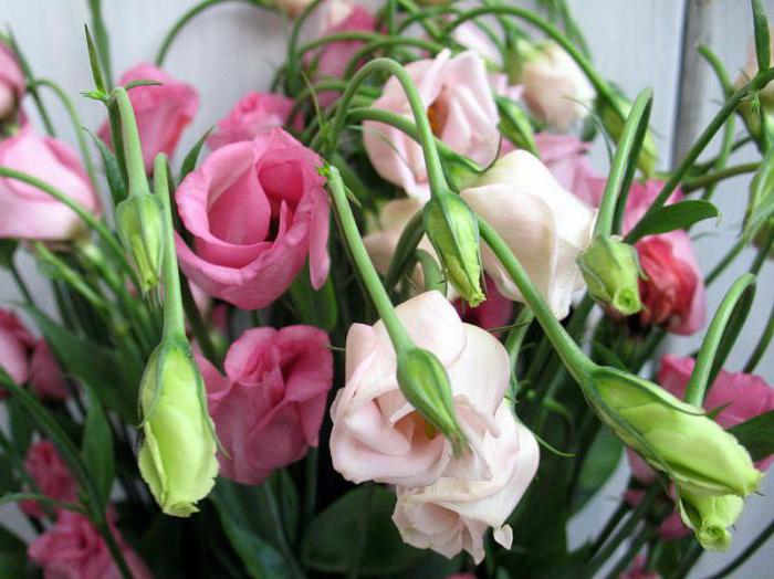 lisianthus zieds