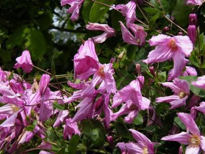 Clematis alenushka