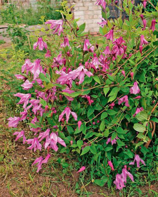 Clematis alenushka atsauksmes