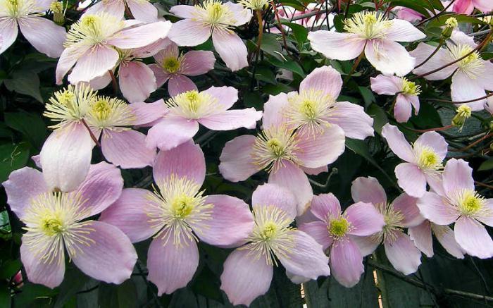 Clematis kalnu sārts: stādīšana un aprūpe, atsauksmes, fotogrāfijas