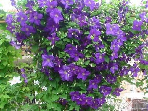 Clematis Rhapsody: apraksts, stādīšana un kopšana atklātā zemē