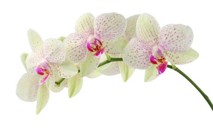 Vai ir iespējams pārstādīt ziedošu orhideju vai labāk gaidīt?