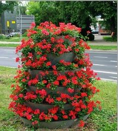 Pelargonijs