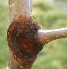 ābolu koku rudens inokulācija