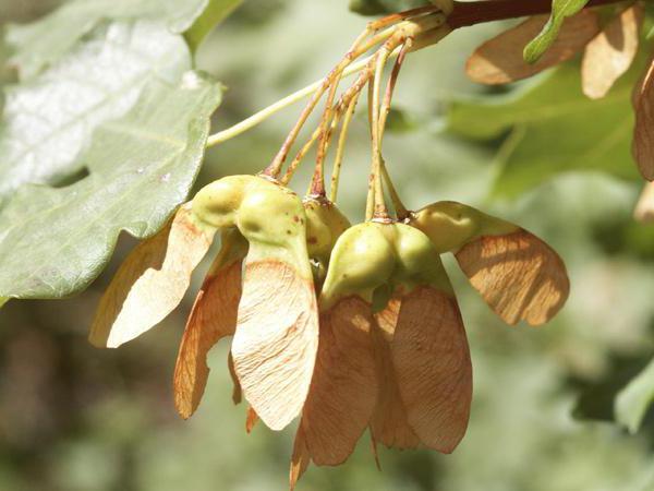 Kļavu sēklas: kā augt mājās?