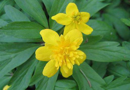 buttercups florets