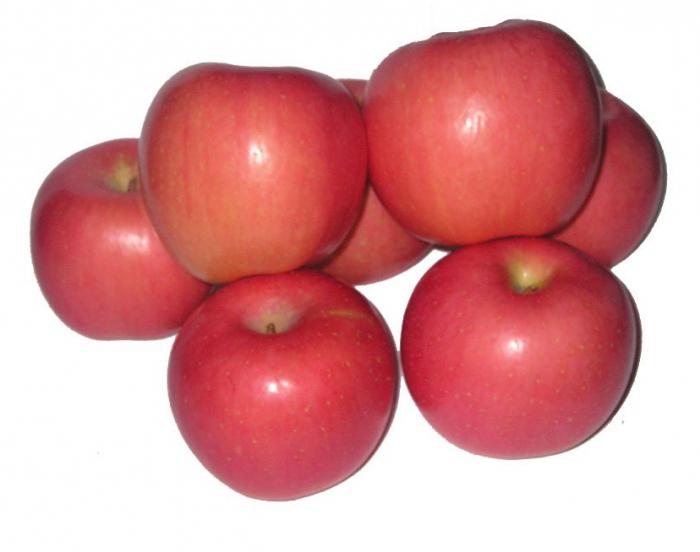 Ābolu koks "Fudge". Ko izskatās kā "Fuji" ābolu: šķirnes apraksts