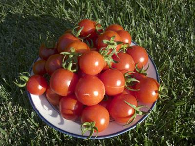 Kā aizvērt ķiršu tomātus
