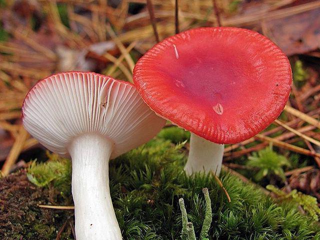 cik daudz gatavot russula