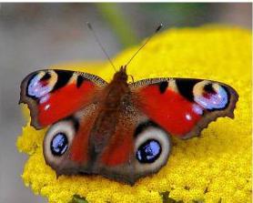 Butterfly Peacock Eye 