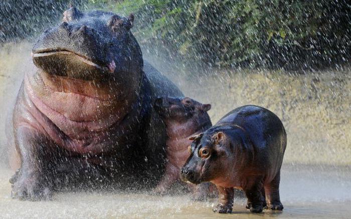  hippopotamas sinonīmi