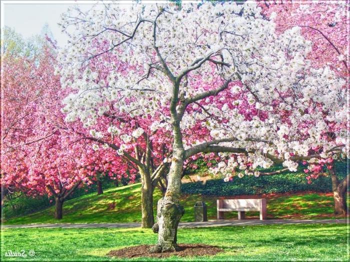 Kas ir sakura un kas tas ir dārga japāņiem