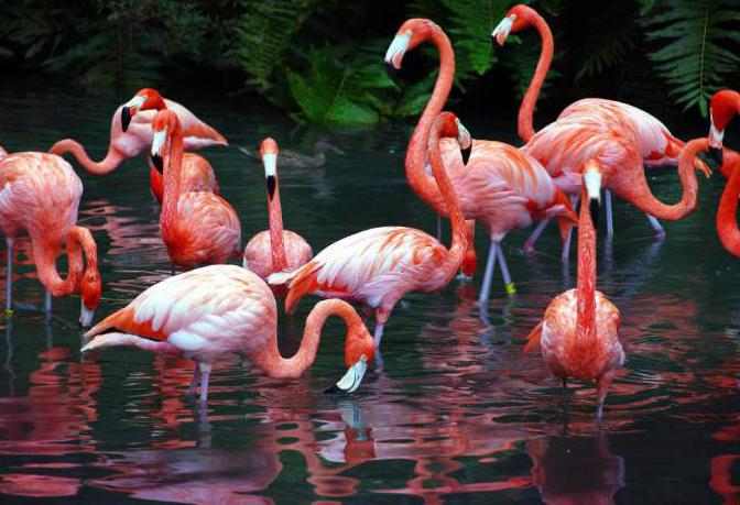 flamingo putns