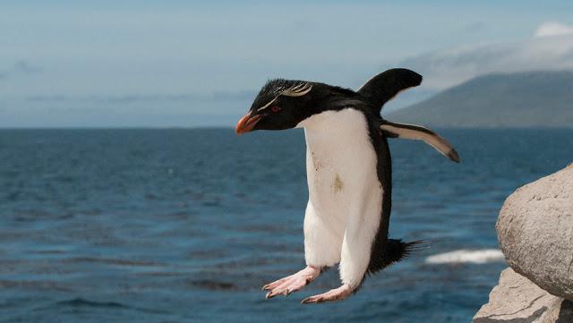 Kur pingvīns dzīvo? Kur dzīvo pingvīni, izņemot Antarktīdu?
