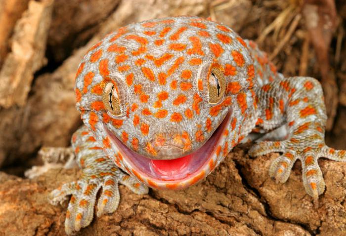 gecko ķirzaka