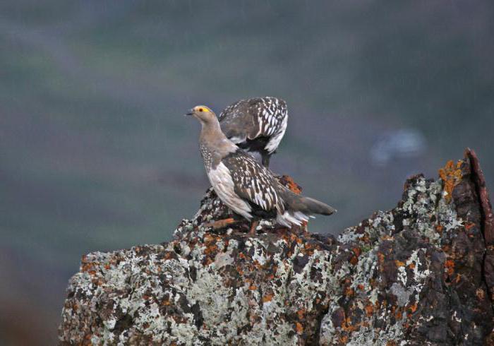 kāds ir kalnu tītara nosaukums