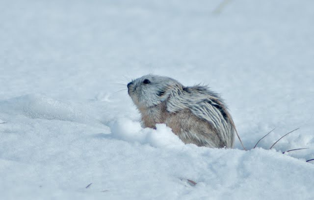 pārpelnot lempiņus