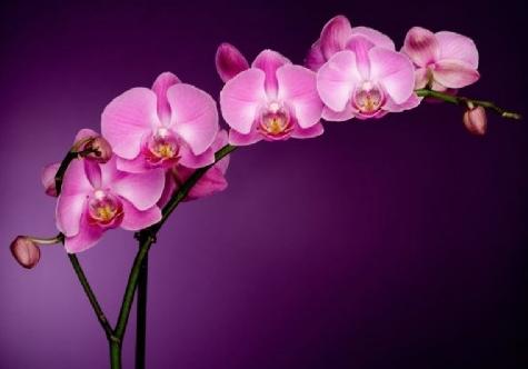 Phalaenopsis orhidejas