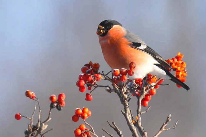 kāpēc bullfrogus sauc par bullfinches