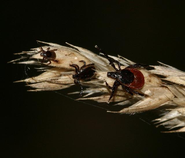 atzīmējiet biotopu un dzīvesveidu