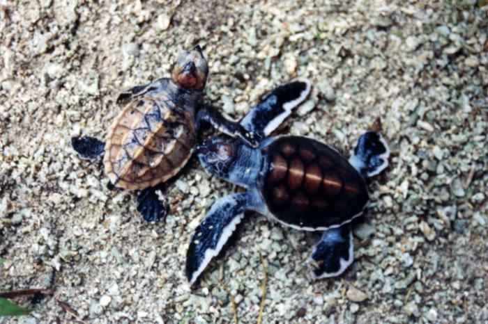 Šādi jautri jūras bruņurupuči