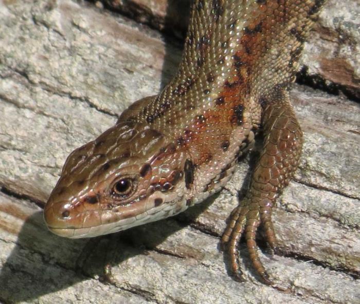 Lizard parasti kā pet