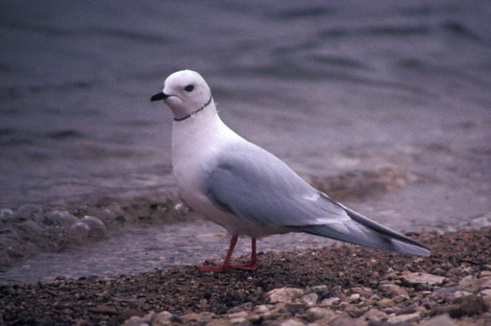 Resursu Poronaisky: klimats, flora un fauna