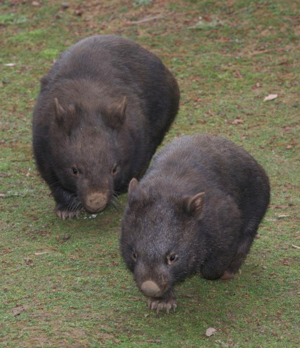 Austrālija: flora un fauna. Austrālijas dabas īpašības. Austrālijas bīstamā fauna un flora