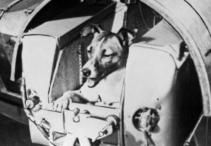 pirmais suņa kosmonauts, piemēram