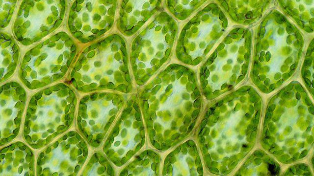 Augu un dzīvnieku šūnu struktūra: līdzības un atšķirības
