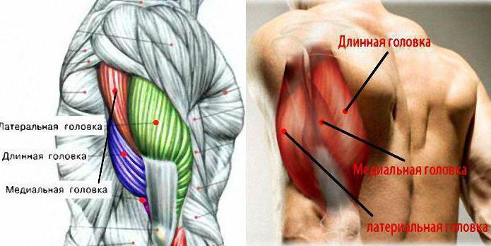 triceps brachialis funkcija