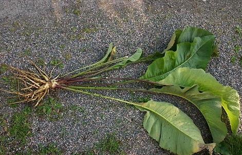 saknes elecampane