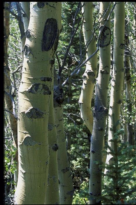 Aspen Unikāla koka dziedinošās īpašības