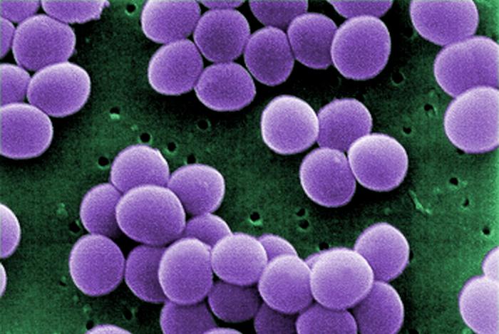 Staphylococcus aureus degunā