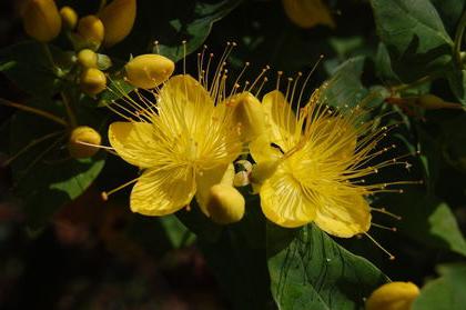 Hypericum: lieto ārstēšanai 